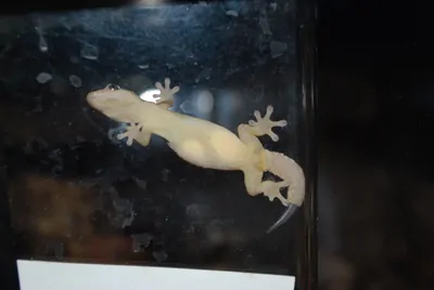 Lizard on glass tank